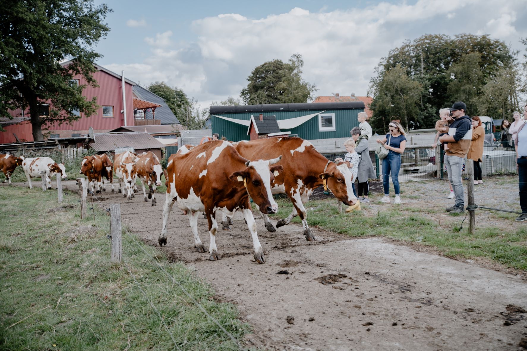 2022-Die_Kuehe_werden_zum_Melken_geholt__c-TinkaDreyer_.jpg