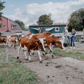 Die Kühe werden zum Melken geholt
