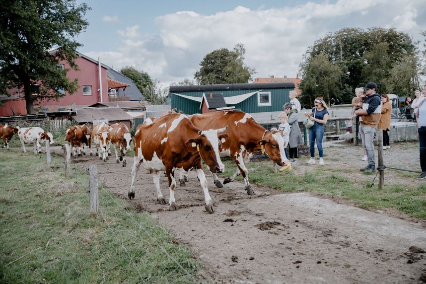 Die Kühe werden zum Melken geholt