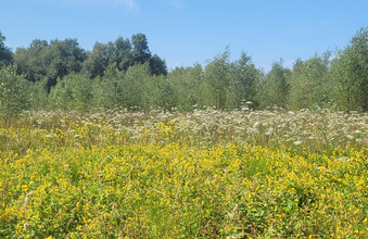 Elredefleth / Tiefste Landstelle / Herrenmoor