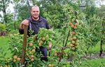 Obstbauer Jascha Wille am Apfelbaum