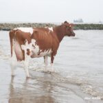 Konni Blick ins Wasser