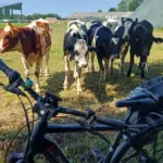 Fahrradtour Wilstermarsch